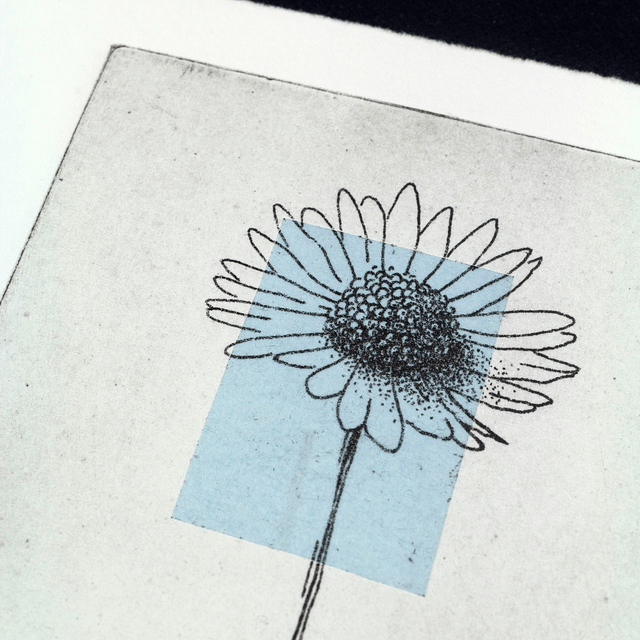 Fine art etching / Not framed / Bellis Perennis (The Daisy)