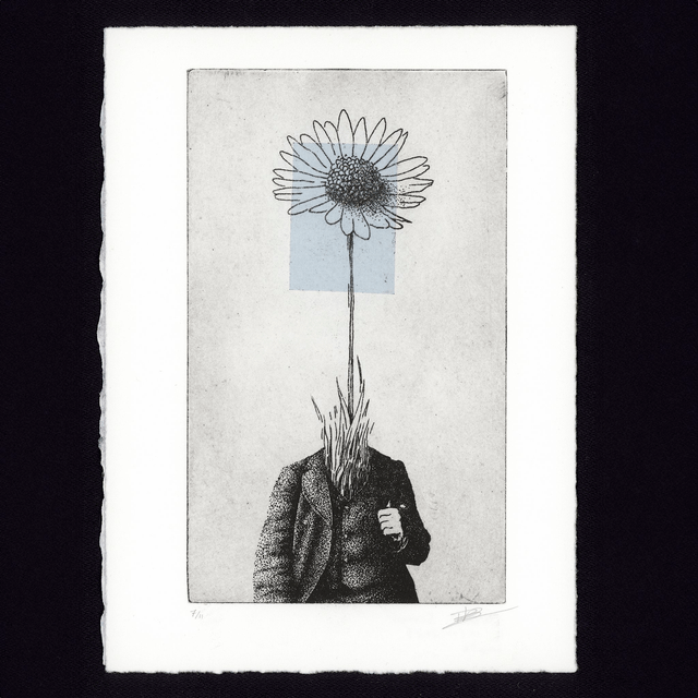 Fine art etching / Not framed / Bellis Perennis (The Daisy)