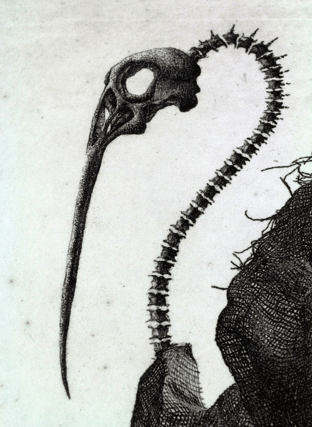 Fine art etching / Not framed / Bird Skull II