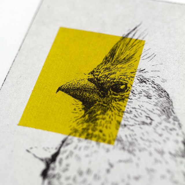 Fine art etching / Not framed / Northern Cardinal Bird