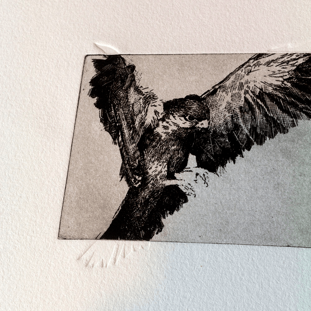 Fine art etching / Not Framed / Bird of Prey