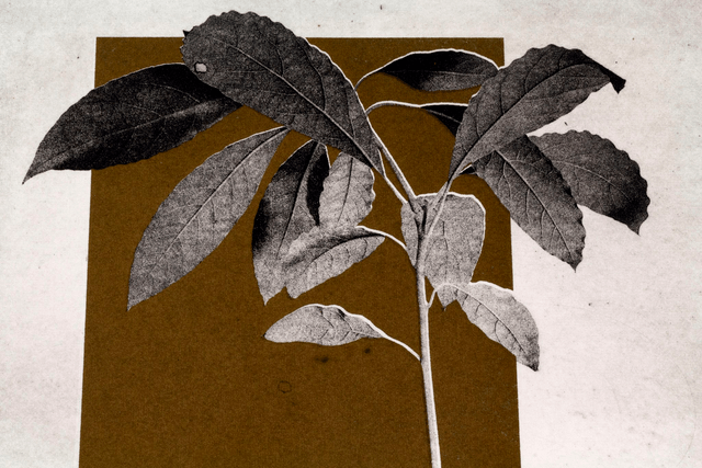 Fine art etching / Not Framed / The Avocado