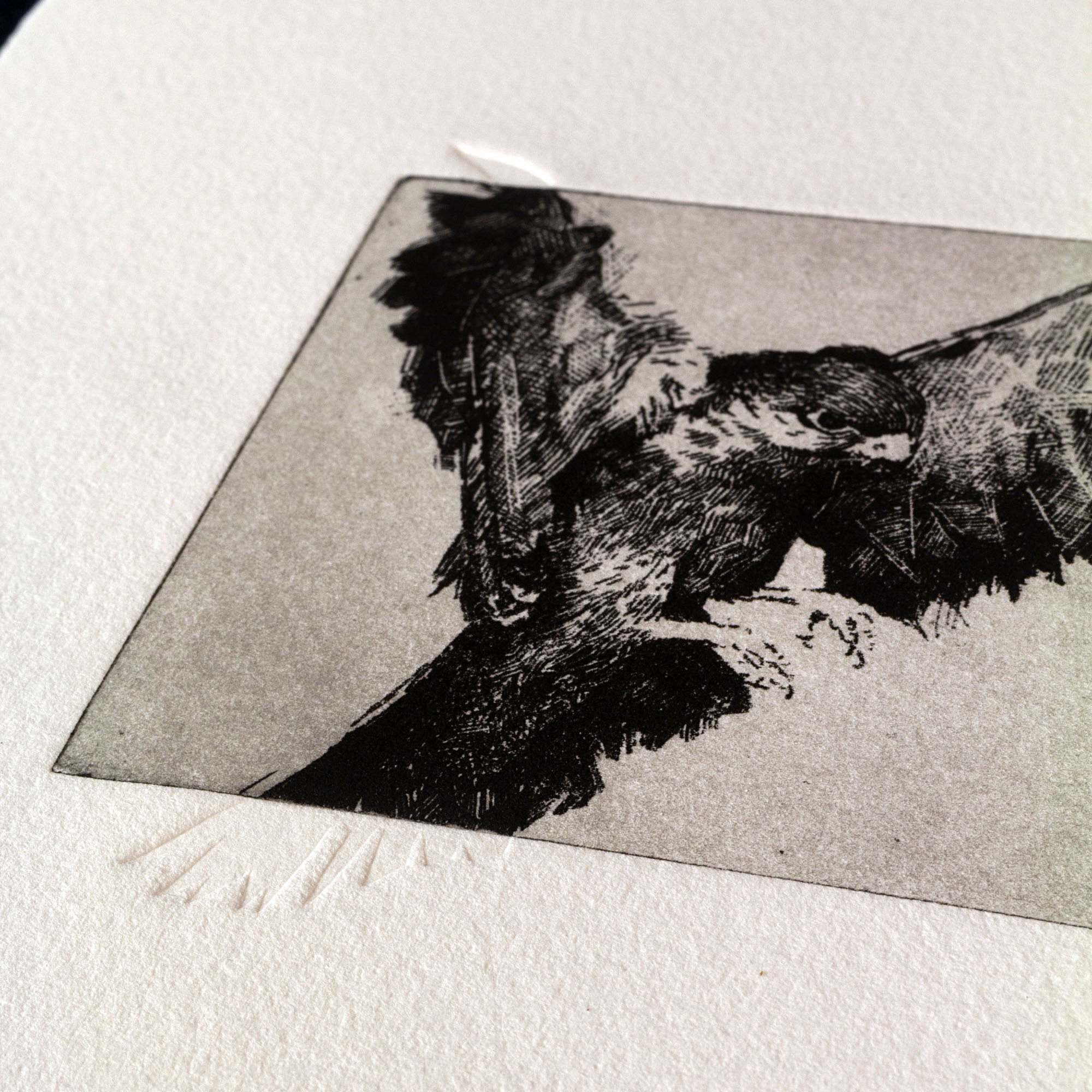 Gravure originale en noir et blanc représentant un oiseau de proie en plein vol, encadrée dans un cadre noir fin et posée sur un sol en bois clair contre un mur blanc.