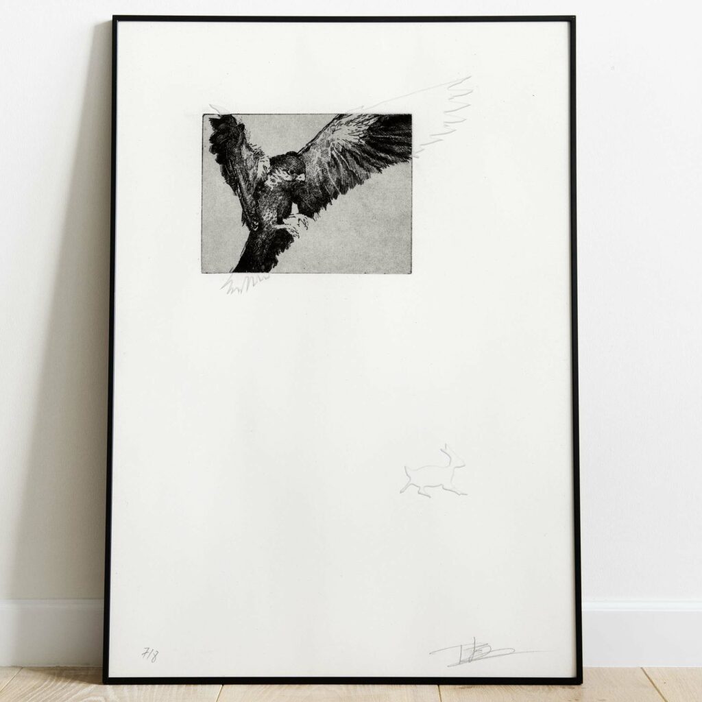 Gravure originale en noir et blanc représentant un oiseau de proie en plein vol, encadrée dans un cadre noir fin et posée sur un sol en bois clair contre un mur blanc.