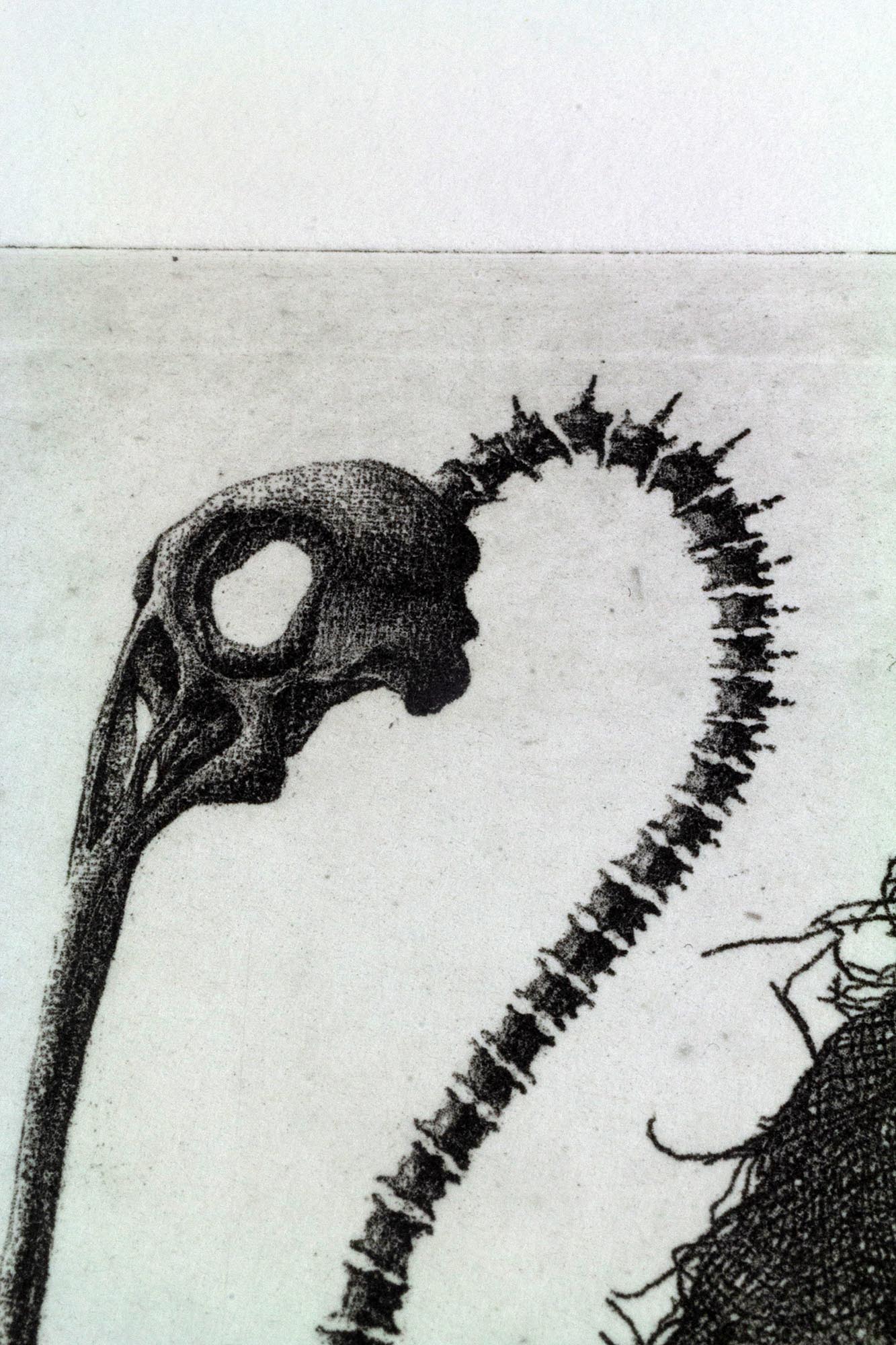 Impression d'art en noir et blanc Bird skull II de l'artiste Clément Scarpi représentant une silhouette d'oiseau hybride avec un crâne détaillé, de longues pattes et un plumage texturé.