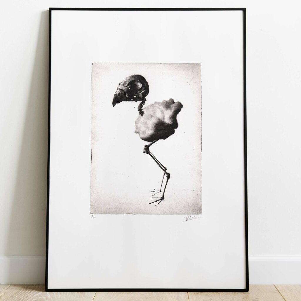 Gravure artistique en noir et blanc représentant le squelette d’un oiseau, encadrée dans un cadre noir et présentée sur un mur blanc.