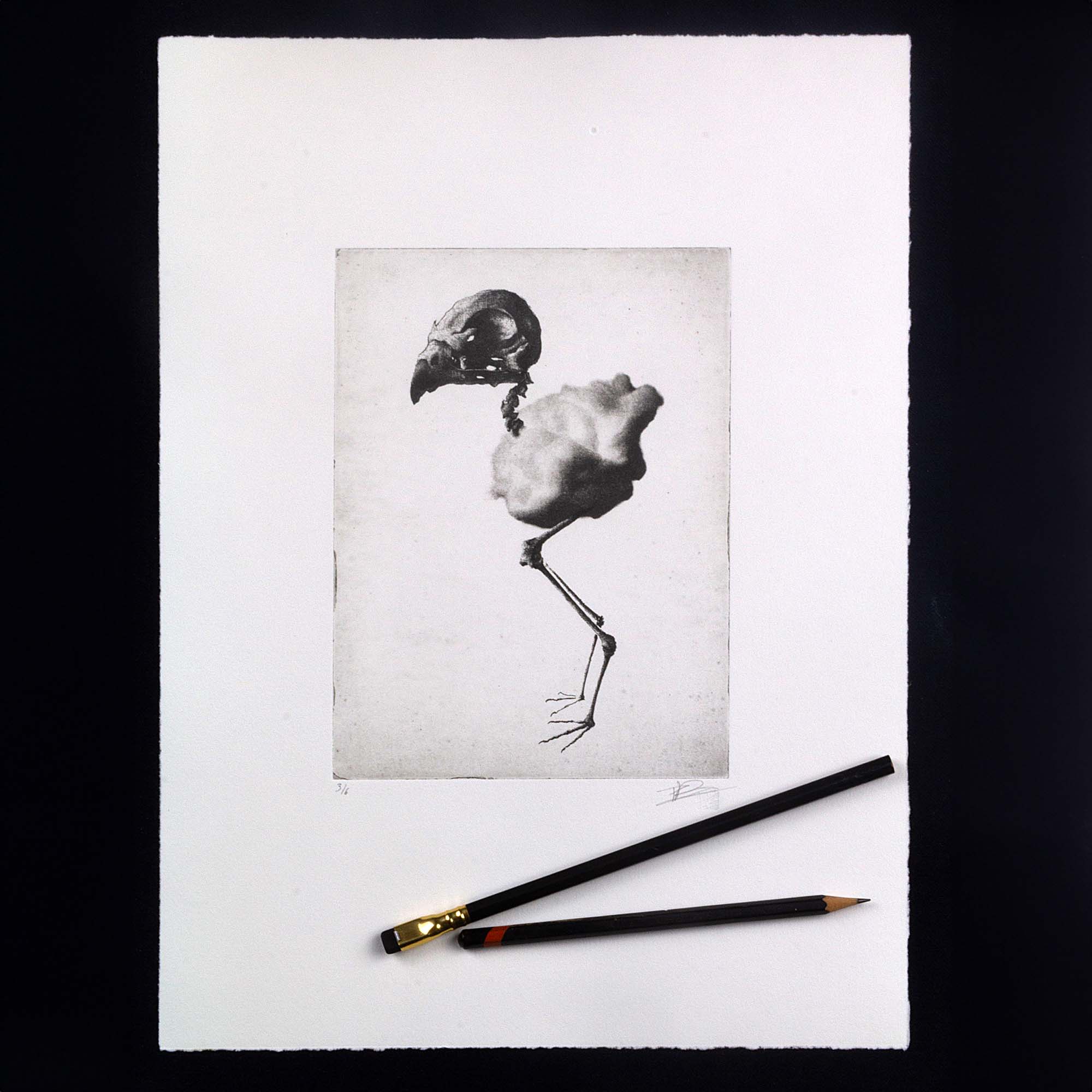 Gravure artistique en noir et blanc représentant le squelette d’un oiseau, encadrée dans un cadre noir et présentée sur un mur blanc.