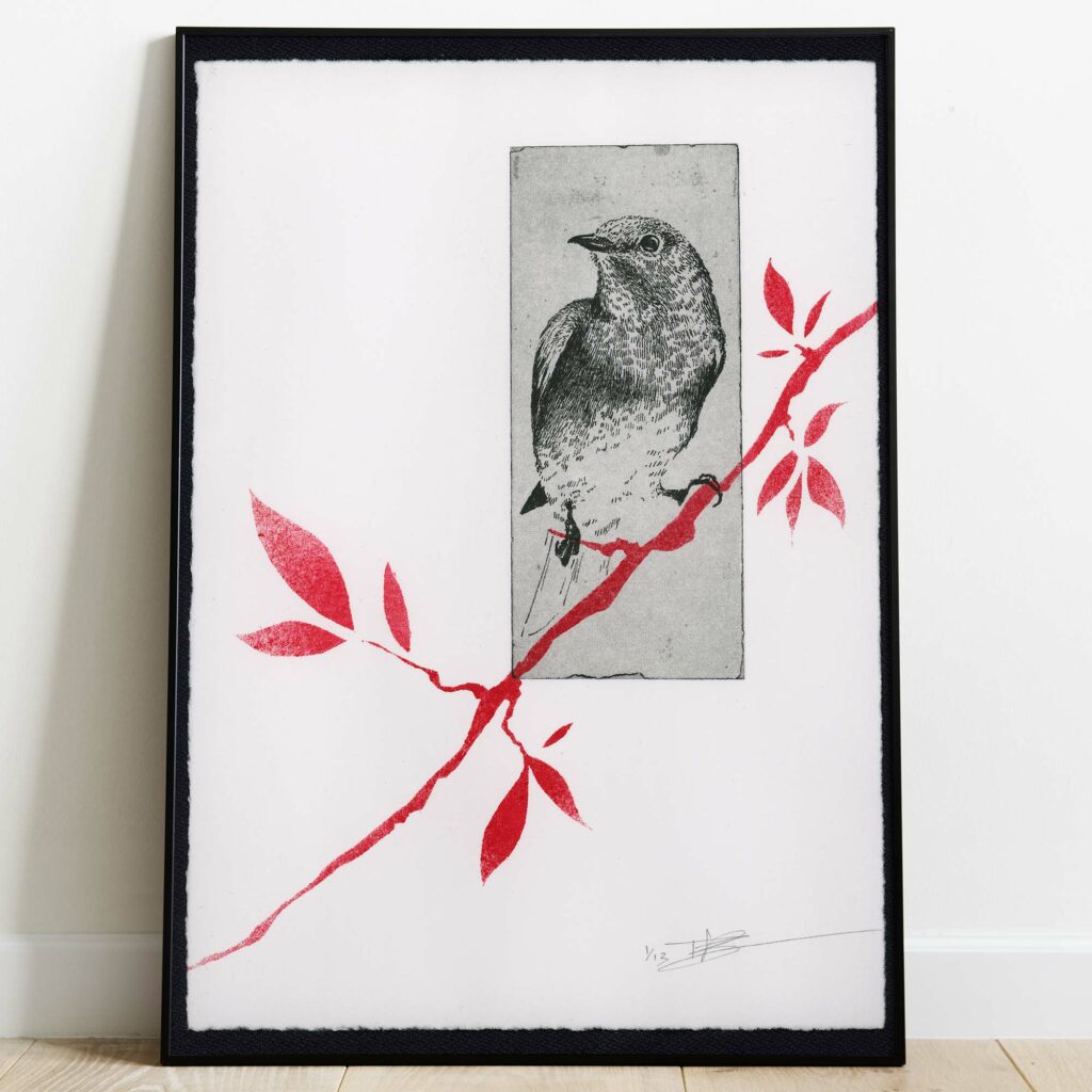 Gravure "Eastern Bluebird" représentant un oiseau en noir et blanc posé sur une branche aux feuilles rouge vif, imprimée sur un papier d'art blanc texturé aux bords frangés, signée et numérotée "1/12" dans la marge inférieure.