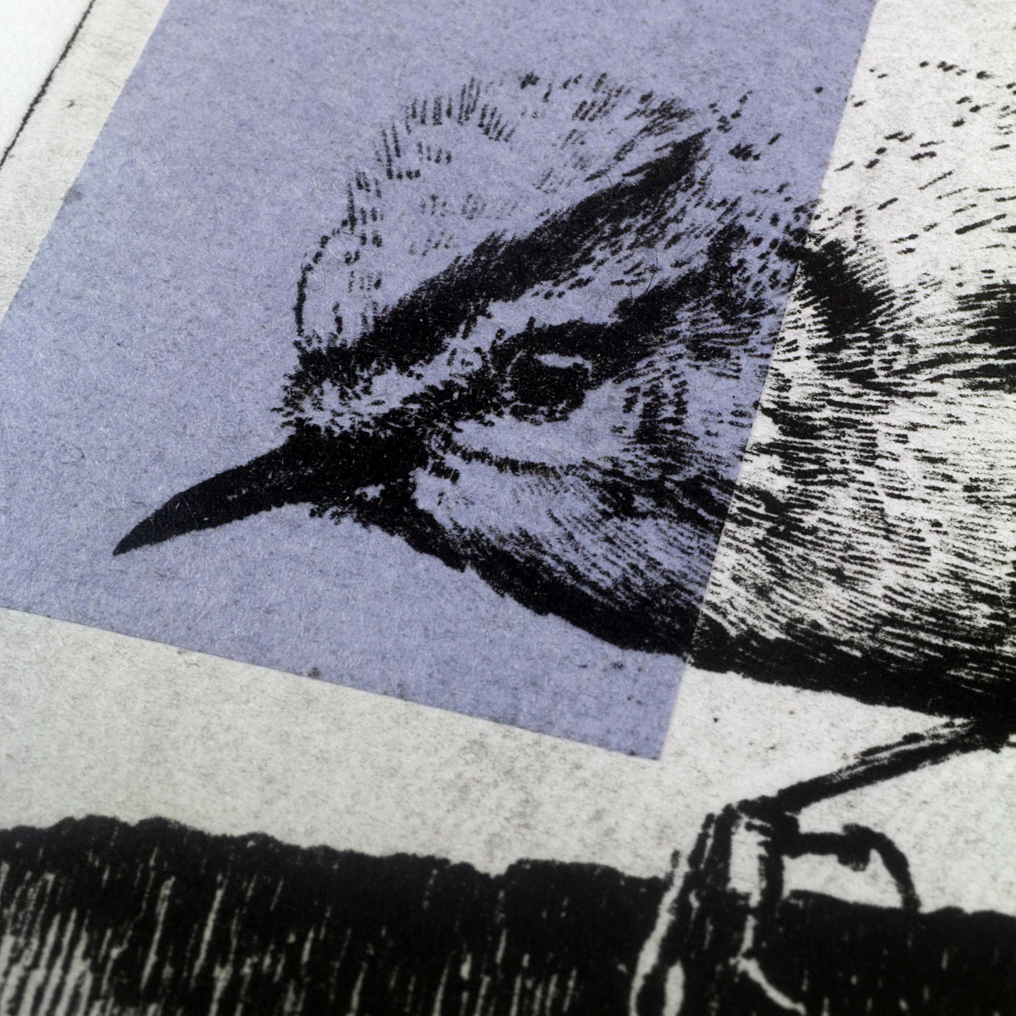 Gravure originale The Firecrest par Clément Scarpi, estampe contemporaine roitelet huppé noir et blanc avec touche géométrique violette.