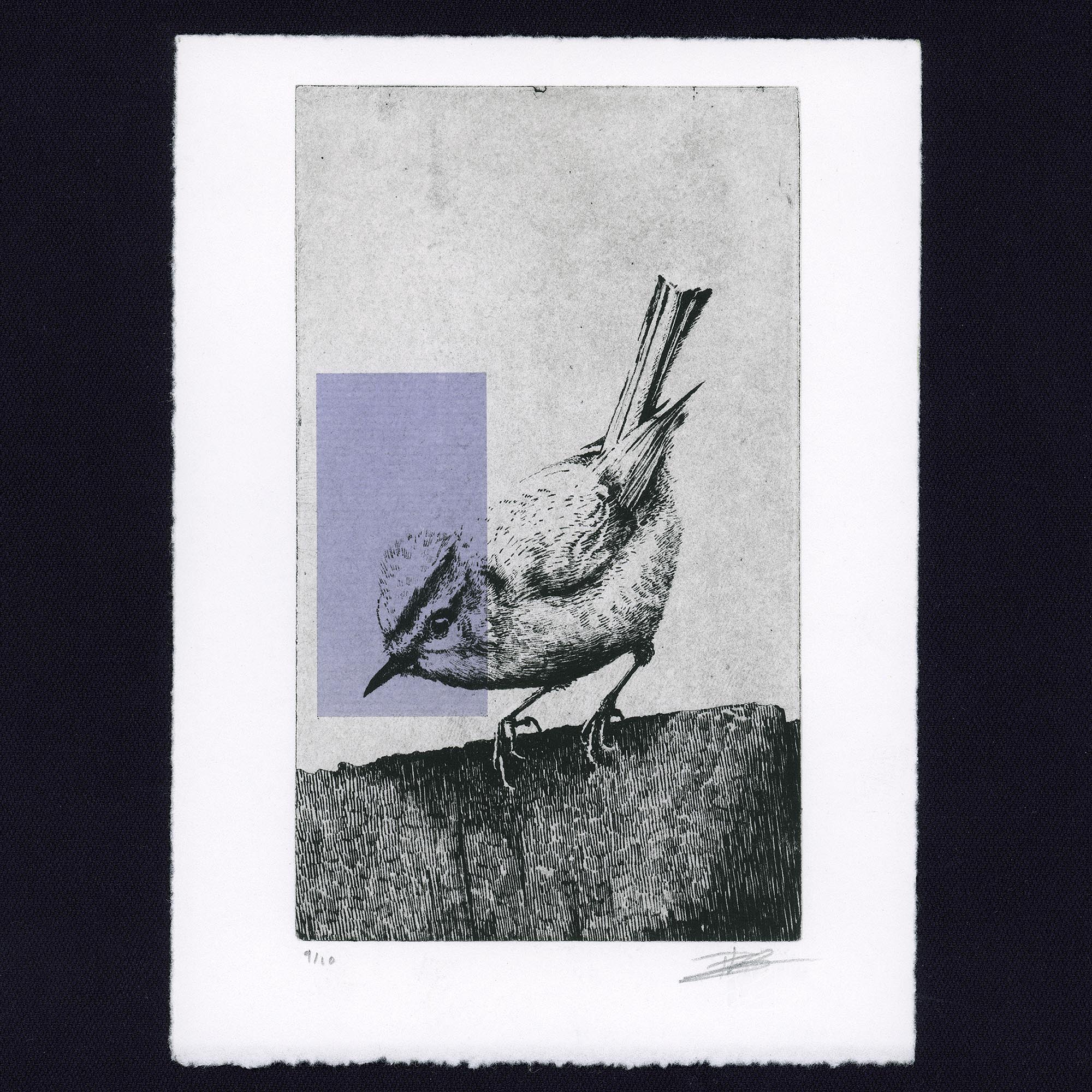 Gravure originale The Firecrest par Clément Scarpi, estampe contemporaine roitelet huppé noir et blanc avec touche géométrique violette.