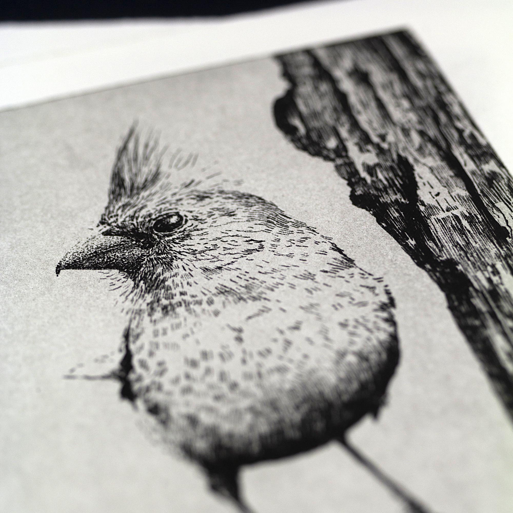 Gravure originale The Northern Cardinal par Clément Scarpi, estampe noire et blanche d'oiseau au style naturaliste.