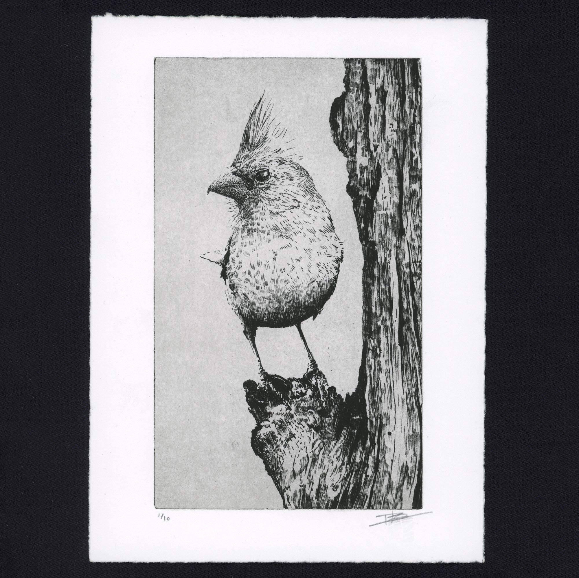 Gravure originale The Northern Cardinal par Clément Scarpi, estampe noire et blanche d'oiseau au style naturaliste.