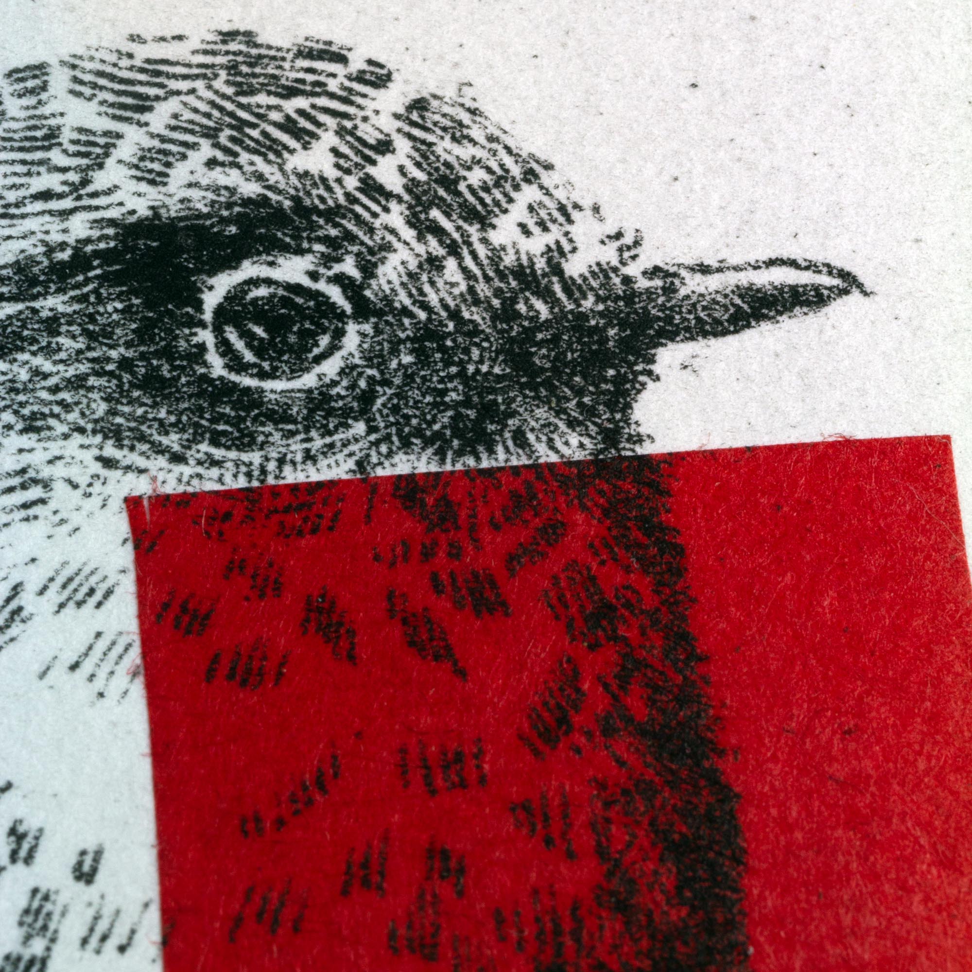 Gravure originale d'art contemporain Red Robin de Clément Scarpi. Estampe d'art en noir et blanc représentant un oiseau rouge-gorge détaillé avec un carré rouge vif superposé sur sa poitrine (technique du chine-collé), numérotée et signée à la main, présentée dans un cadre noir minimaliste.