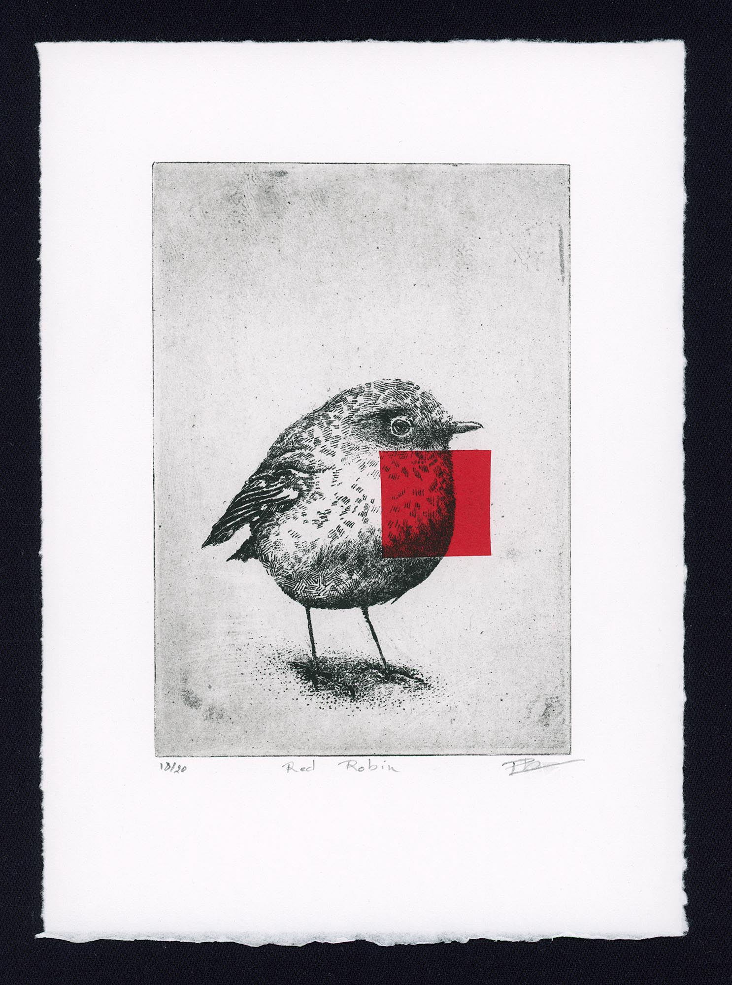 Gravure originale d'art contemporain Red Robin de Clément Scarpi. Estampe d'art en noir et blanc représentant un oiseau rouge-gorge détaillé avec un carré rouge vif superposé sur sa poitrine (technique du chine-collé), numérotée et signée à la main, présentée dans un cadre noir minimaliste.