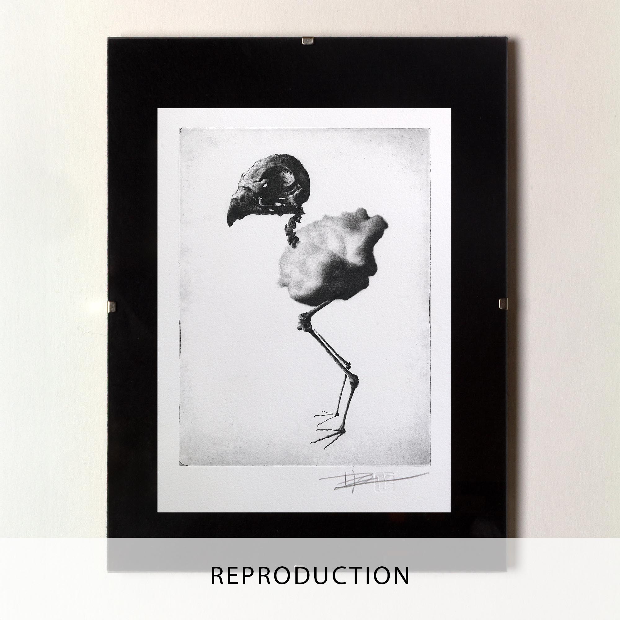 Gravure artistique en noir et blanc représentant le squelette d’un oiseau, encadrée dans un cadre noir et présentée sur un mur blanc.