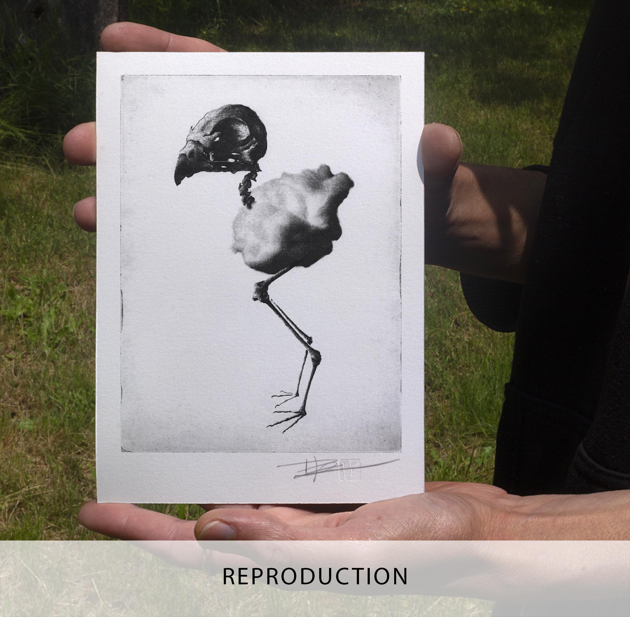 Gravure artistique en noir et blanc représentant le squelette d’un oiseau, encadrée dans un cadre noir et présentée sur un mur blanc.