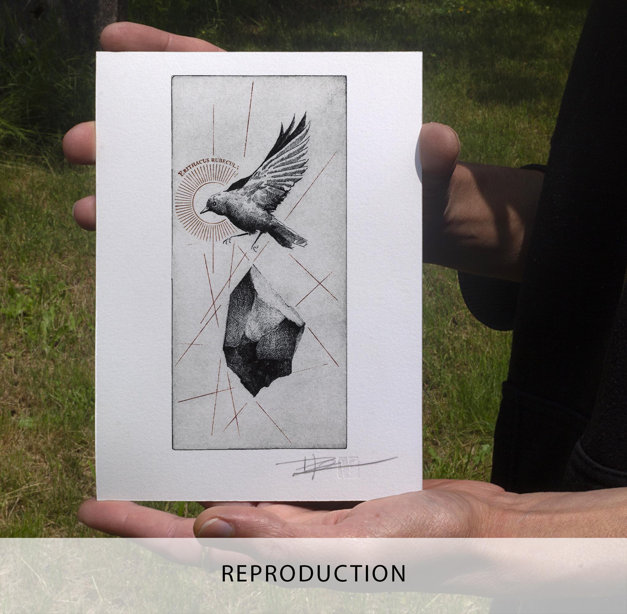 Gravure originale d'un rouge-gorge en plein vol, avec une pierre et des lignes rouges, encadrée en noir