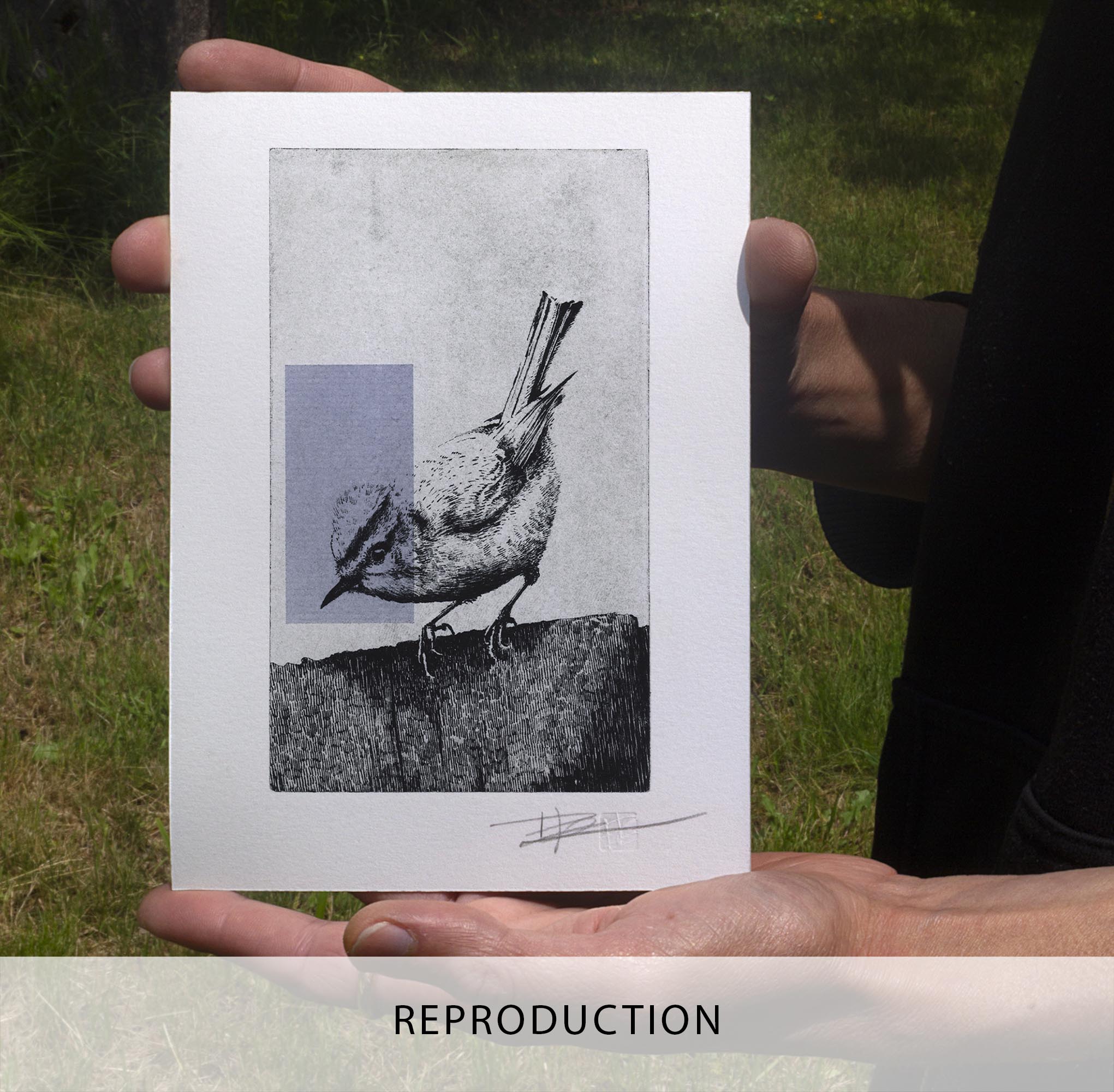 Gravure originale The Firecrest par Clément Scarpi, estampe contemporaine roitelet huppé noir et blanc avec touche géométrique violette.