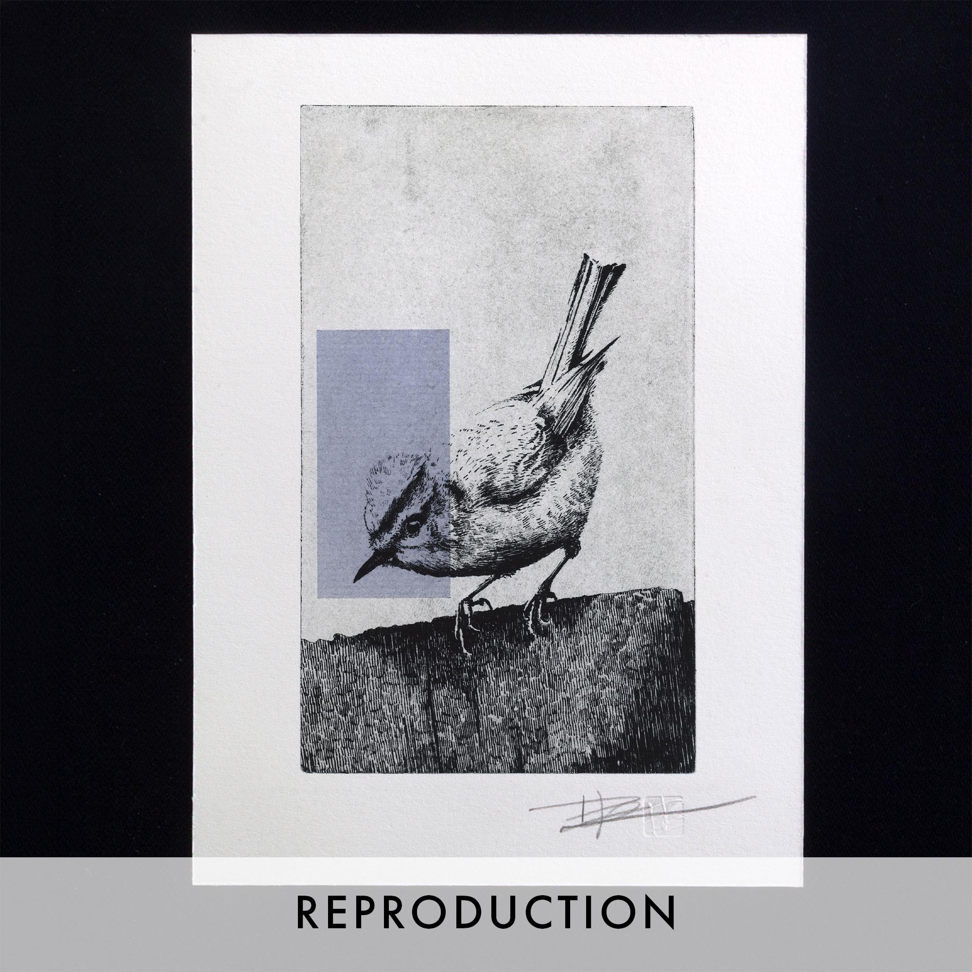 Gravure originale The Firecrest par Clément Scarpi, estampe contemporaine roitelet huppé noir et blanc avec touche géométrique violette.