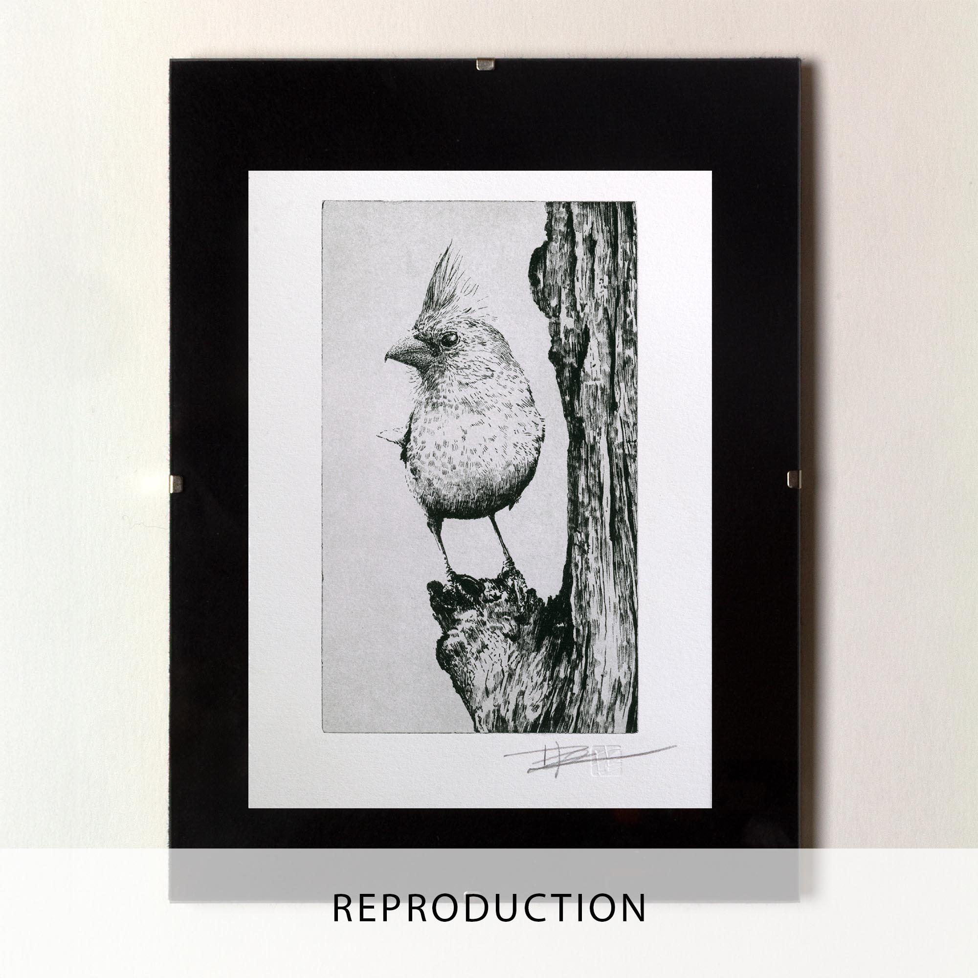 Gravure originale The Northern Cardinal par Clément Scarpi, estampe noire et blanche d'oiseau au style naturaliste.