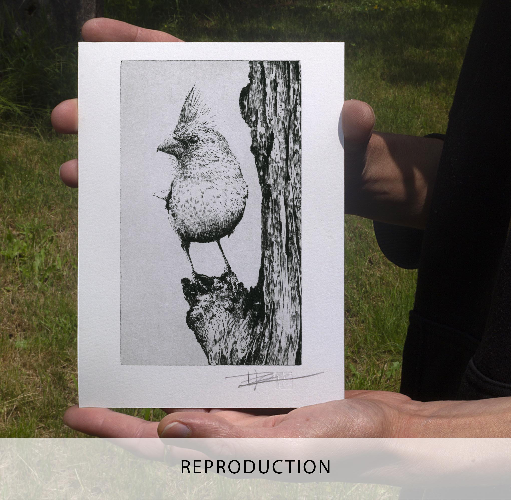 Gravure originale The Northern Cardinal par Clément Scarpi, estampe noire et blanche d'oiseau au style naturaliste.