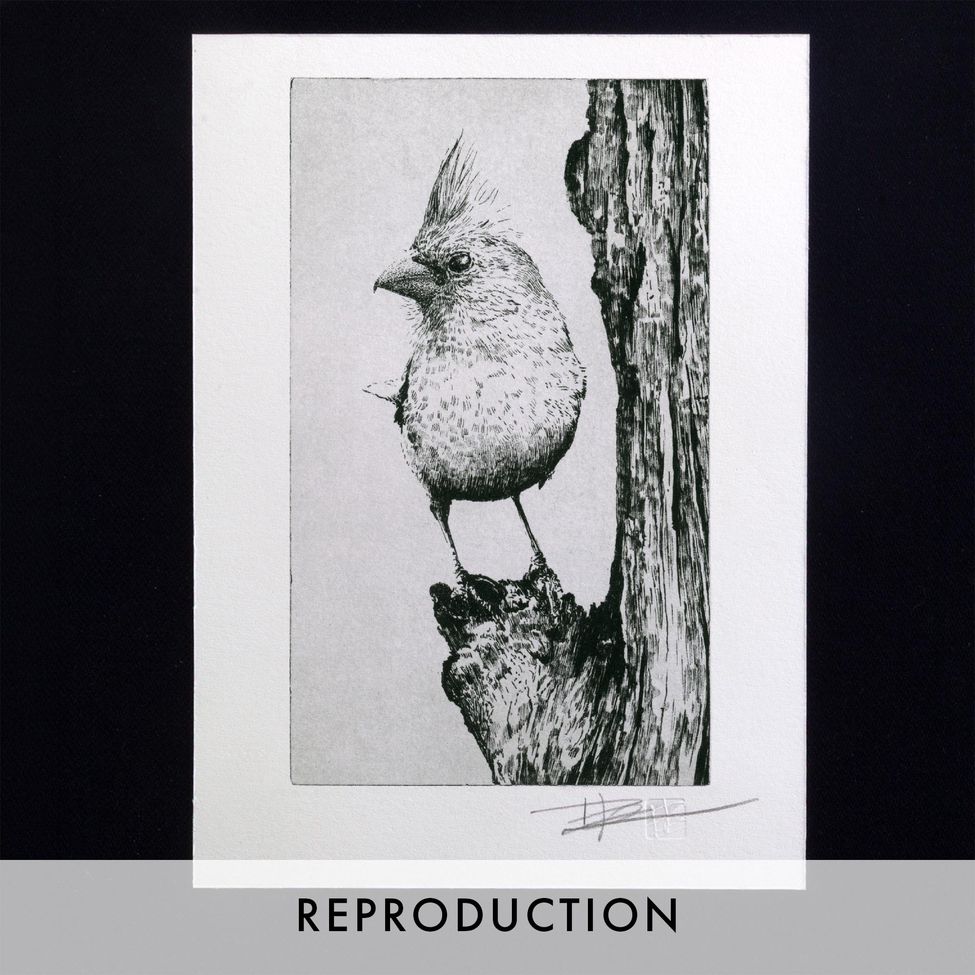 Gravure originale The Northern Cardinal par Clément Scarpi, estampe noire et blanche d'oiseau au style naturaliste.