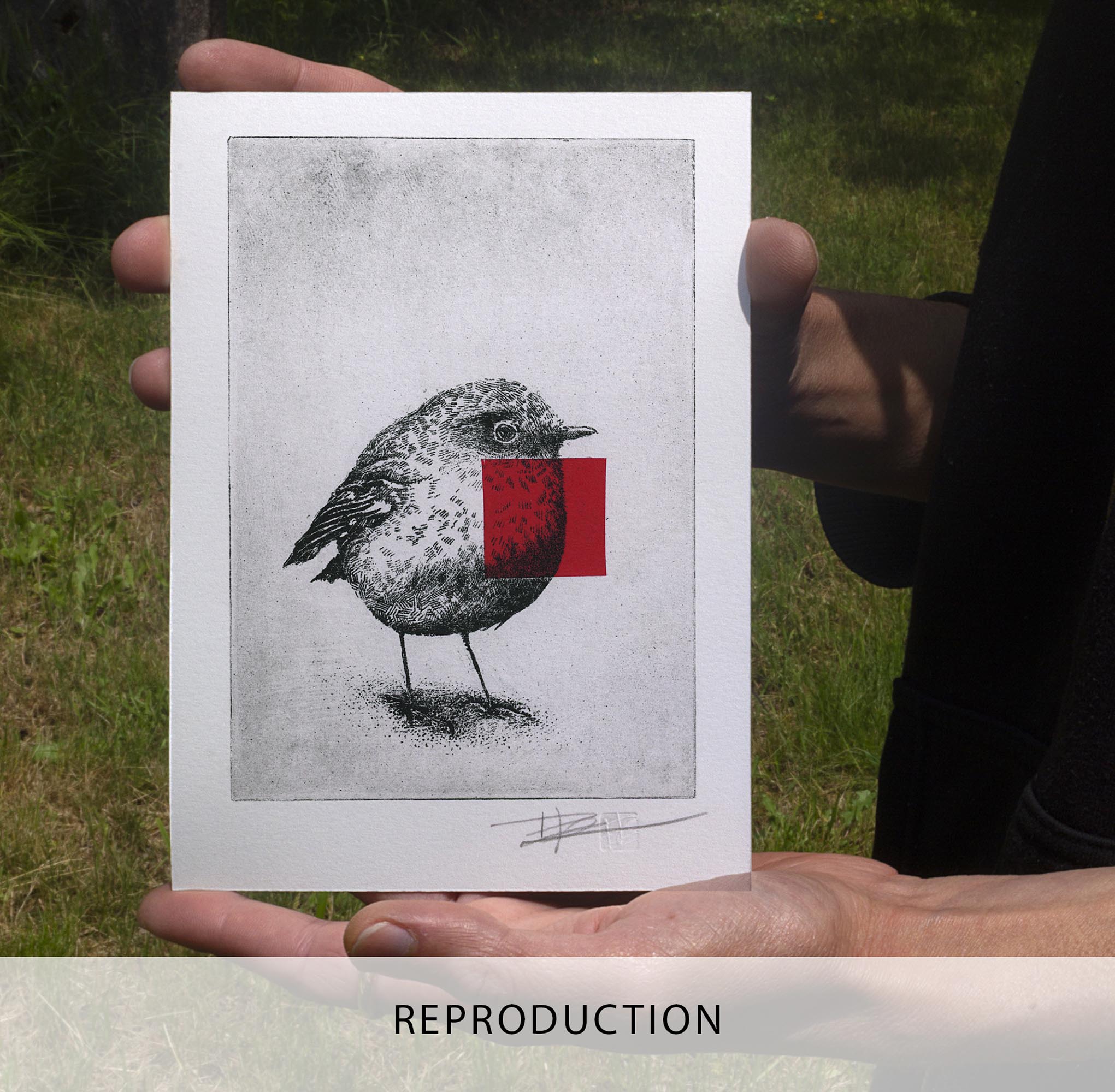 Gravure originale d'art contemporain Red Robin de Clément Scarpi. Estampe d'art en noir et blanc représentant un oiseau rouge-gorge détaillé avec un carré rouge vif superposé sur sa poitrine (technique du chine-collé), numérotée et signée à la main, présentée dans un cadre noir minimaliste.